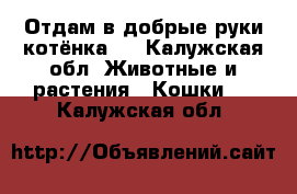 Отдам в добрые руки котёнка.  - Калужская обл. Животные и растения » Кошки   . Калужская обл.